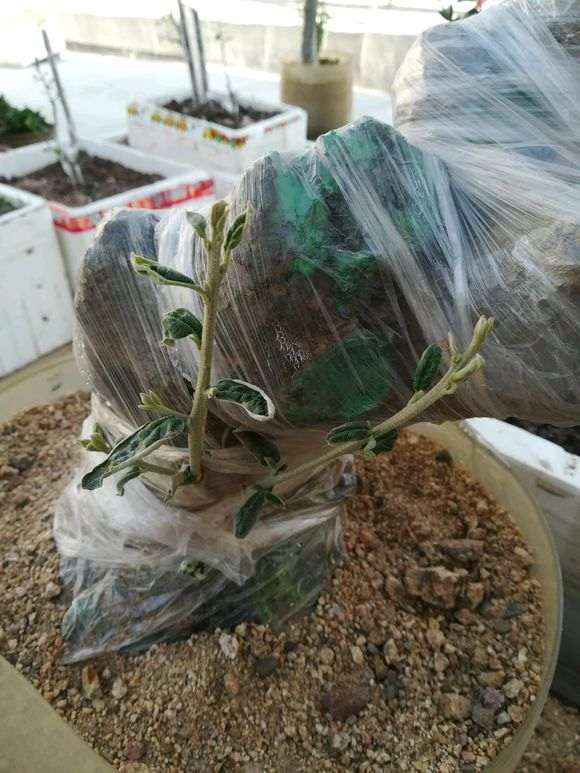 胡秃子下山桩缠膜套袋发芽后 叶子太干