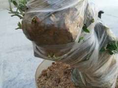 胡秃子下山桩缠膜套袋发芽后 叶子太干