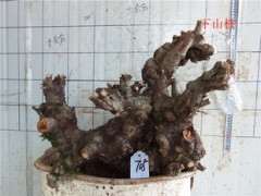 榔榆下山桩怎么栽培的方法