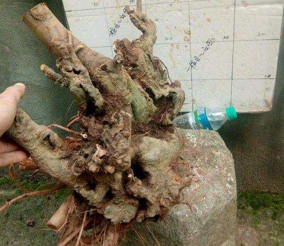 下山桩栽种前可以用生根粉泡吗