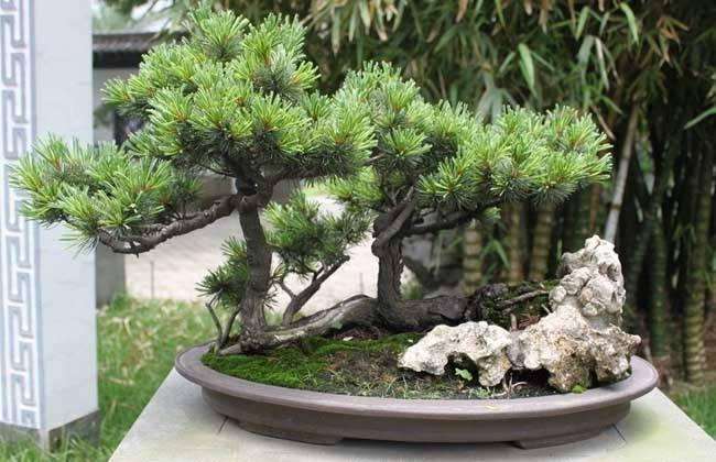 松树下山桩怎样栽提高成活率