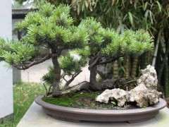 松树下山桩怎样栽提高成活率