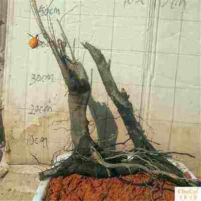 老鸦柿下山桩生桩缠膜可以晒太阳吗