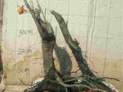 老鸦柿下山桩生桩缠膜可以晒太阳吗