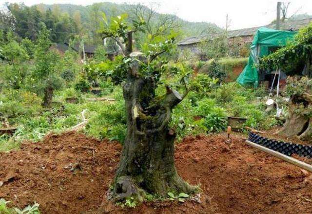 金弹子下山桩生桩冬季能否晒太阳