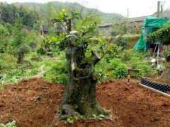 金弹子下山桩生桩冬季能否晒太阳