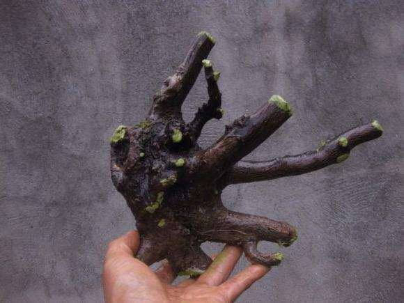 金豆下山桩生桩一年了 叶子发黄