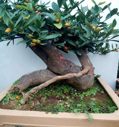 金豆下山桩生桩一年了 叶子发黄