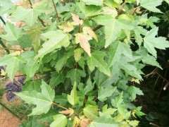 这是什么三角枫下山桩？叶子这么大