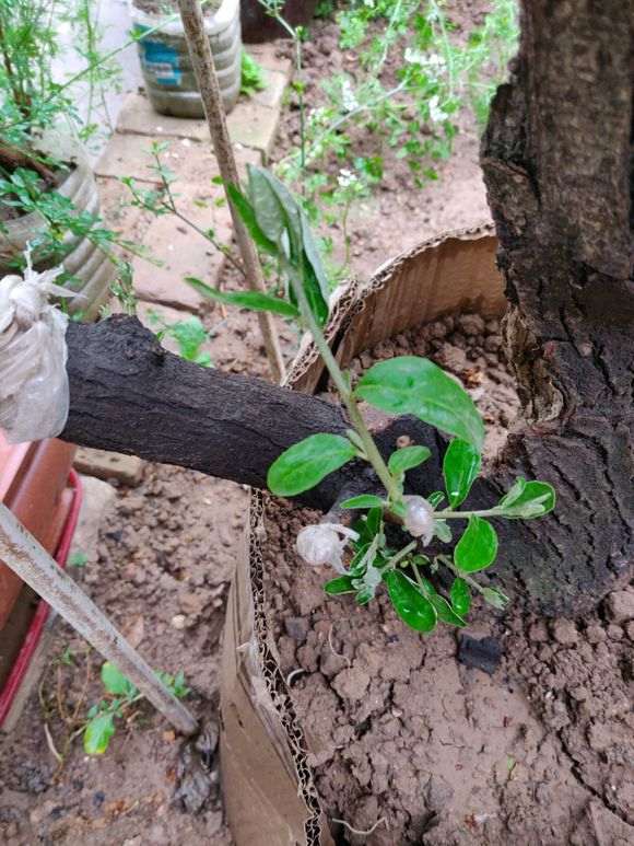 很多下山桩爱好者往往有个误区