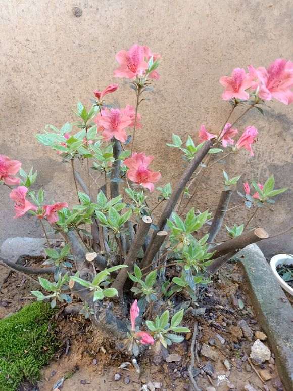 很多下山桩爱好者往往有个3个误区