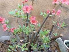 很多下山桩爱好者往往有个3个误区