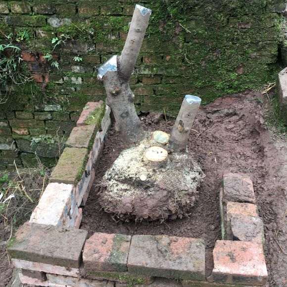 看看 传说中的原生大花素心下山桩