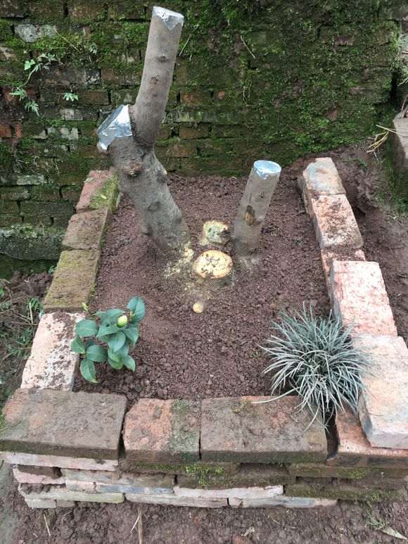 看看 传说中的原生大花素心下山桩