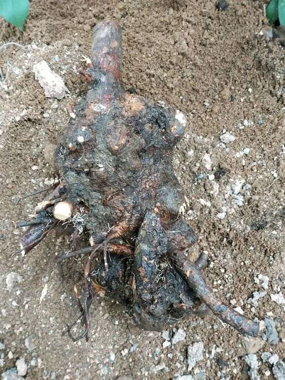 看看 传说中的原生大花素心下山桩