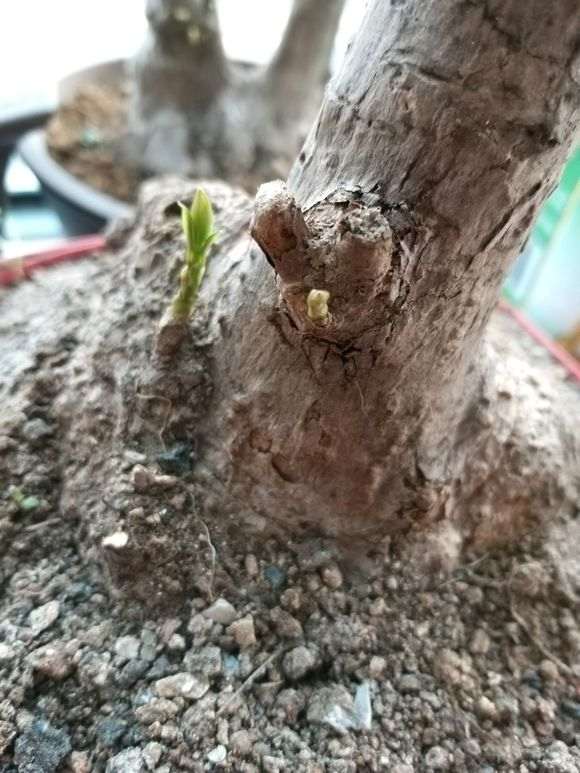 看看 传说中的原生大花素心下山桩