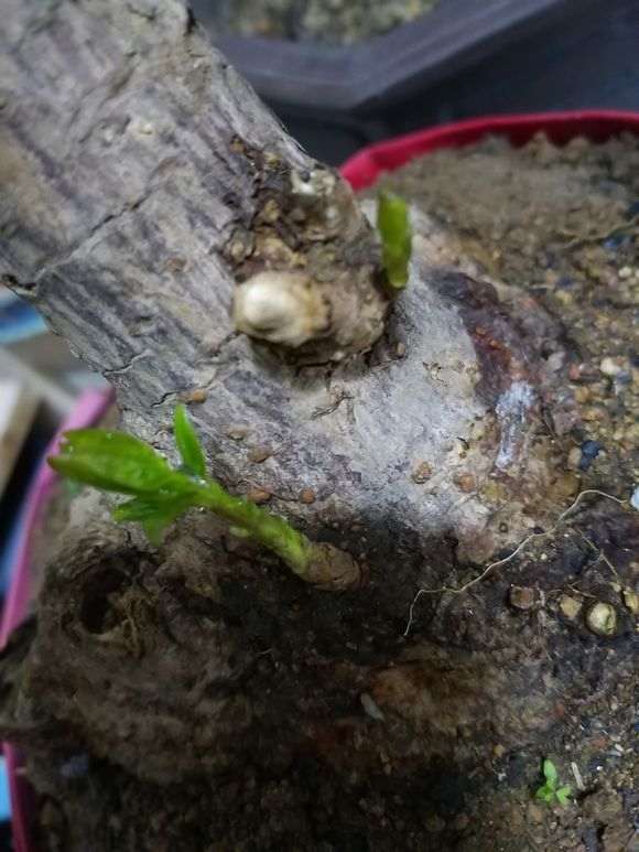 看看 传说中的原生大花素心下山桩