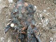 看看 传说中的原生大花素心下山桩