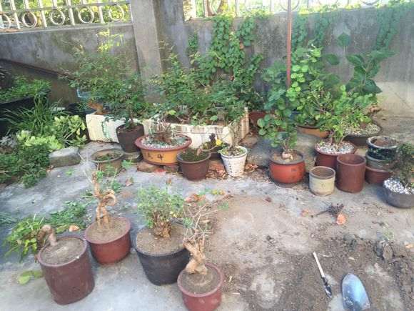 南方黄荆下山桩用什么土养最好发芽