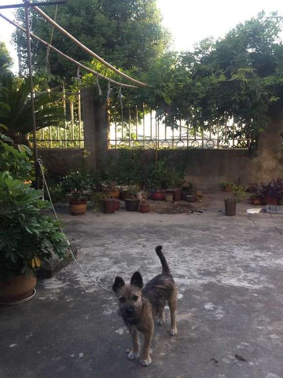 南方黄荆下山桩用什么土养最好发芽