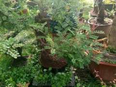 春季清香木下山桩怎么栽培的方法