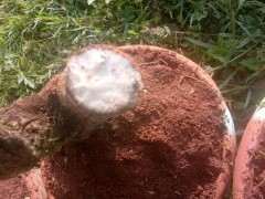 下山桩发芽后有黑尖怎么办 套袋有救