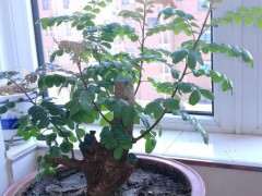 七八月种植清香木下山桩 成活率如何