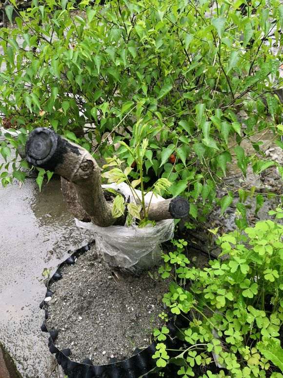 紫藤下山桩全部成活了