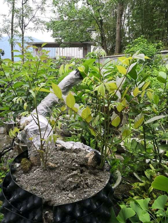 紫藤下山桩全部成活了