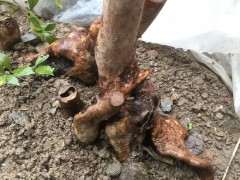 这下山桩是不是死了 不发芽 怎么办