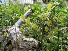 紫藤下山桩全部成活了 只是芽出的不到位