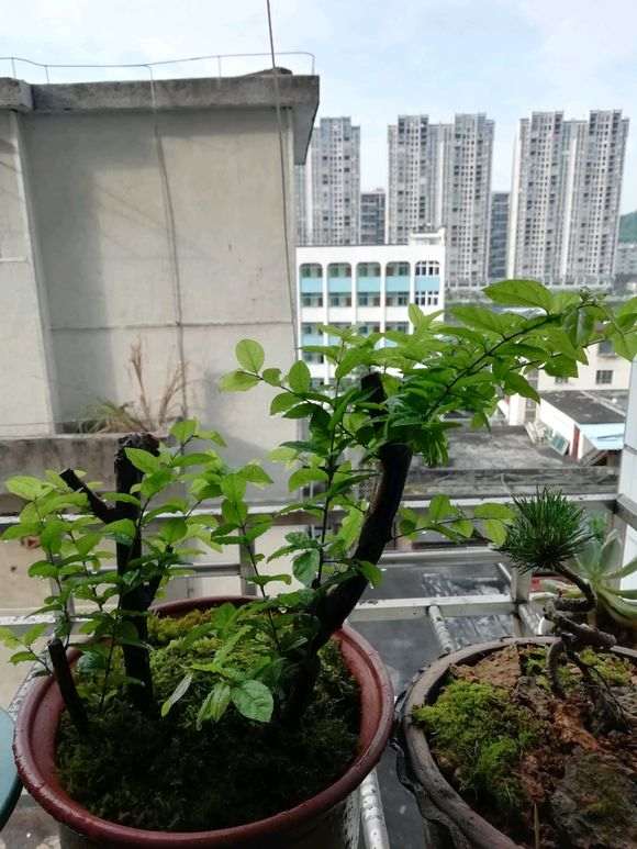 清香木下山桩买来10天还不发芽 怎么办