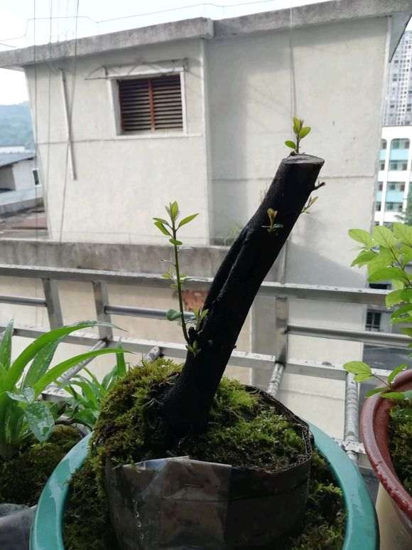 清香木下山桩买来10天还不发芽 怎么办