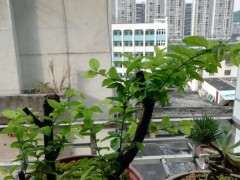 清香木下山桩买来10天还不发芽 怎么办