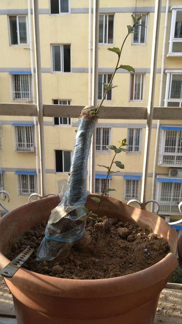 阳台种植下山桩几乎无根