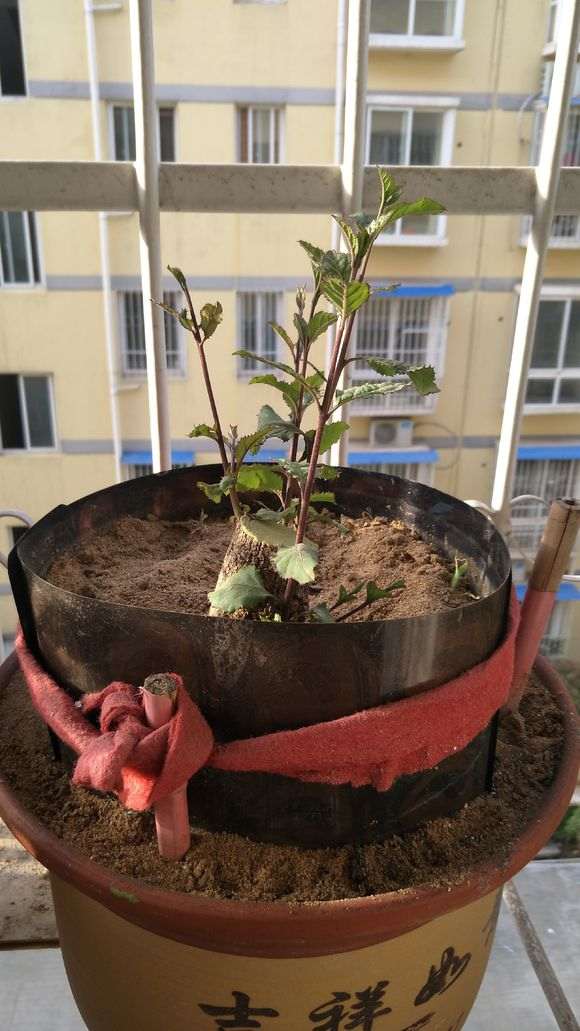 阳台种植下山桩几乎无根