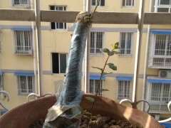 阳台种植下山桩几乎无根 怎么办 图片