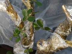 下山桩3个月未发芽 还有希望吗 图片