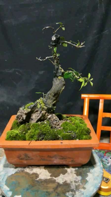 下山桩一般几年可以开花结果 非产区