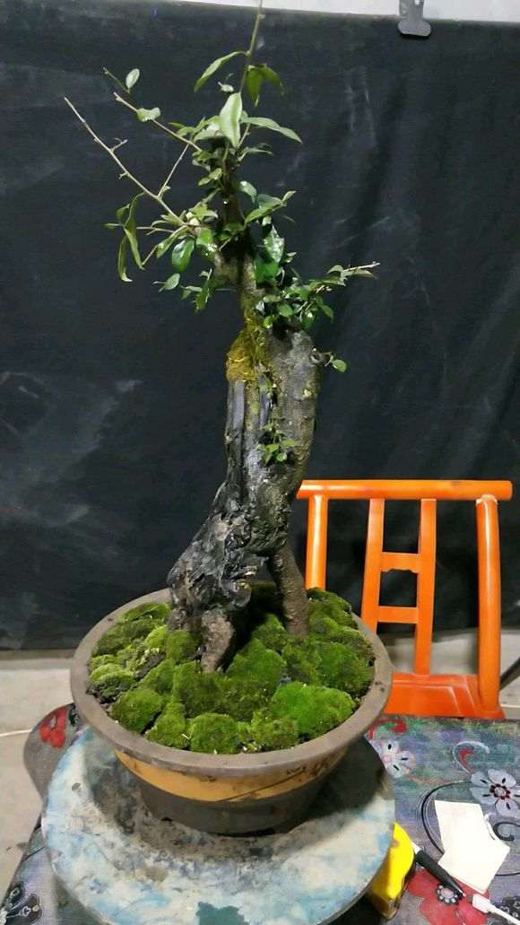 下山桩一般几年可以开花结果 非产区