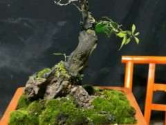 下山桩一般几年可以开花结果 非产区