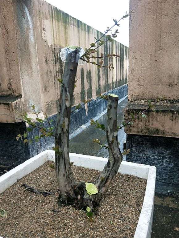 我的下山桩用纯沙培养 要面覆膜保湿吗