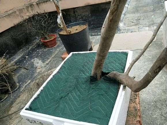 我的下山桩用纯沙培养 要面覆膜保湿吗