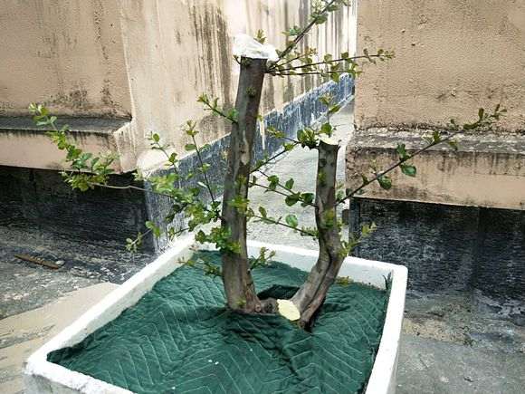 我的下山桩用纯沙培养 要面覆膜保湿吗