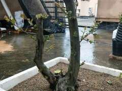 我的下山桩用纯沙培养 要面覆膜保湿吗