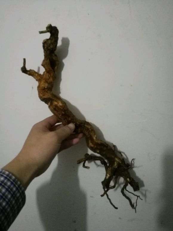 浙江野生枸杞下山桩 大家看看如何