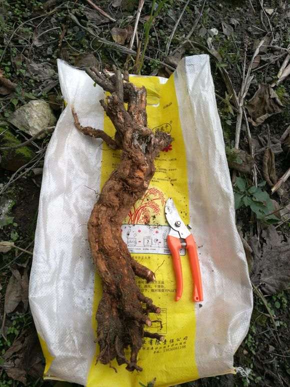 浙江野生枸杞下山桩 大家看看如何