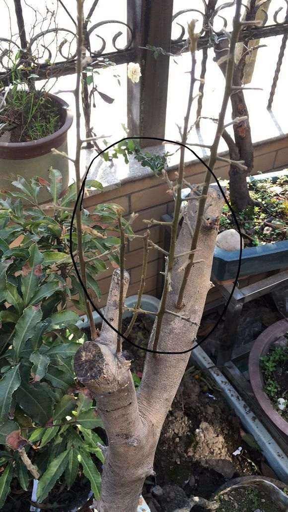 老鸦下山桩发芽长势都不错