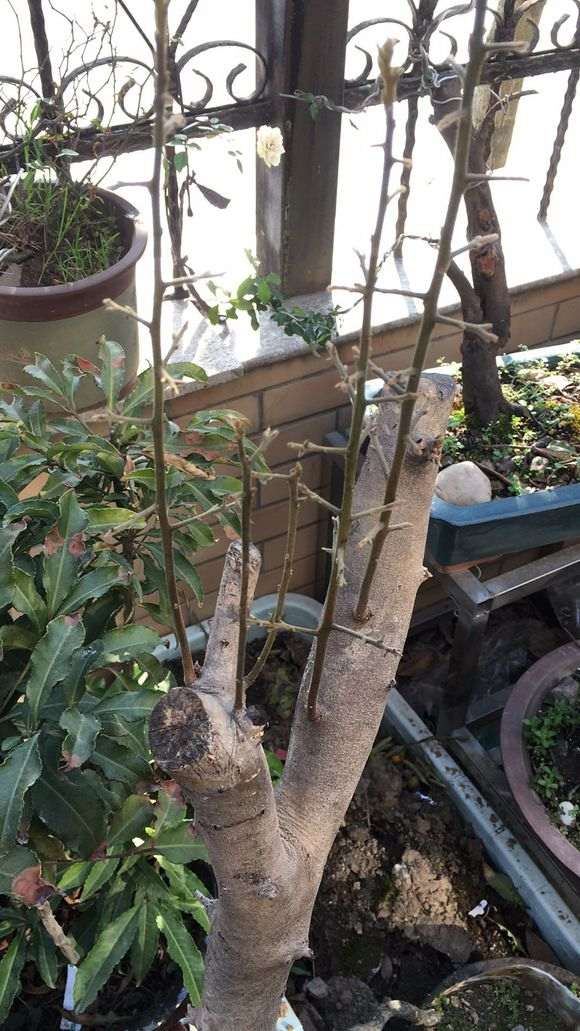 老鸦下山桩发芽长势都不错