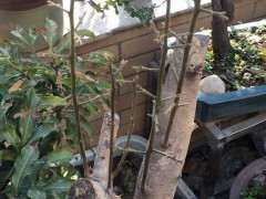 老鸦柿下山桩发芽长势都不错 图片